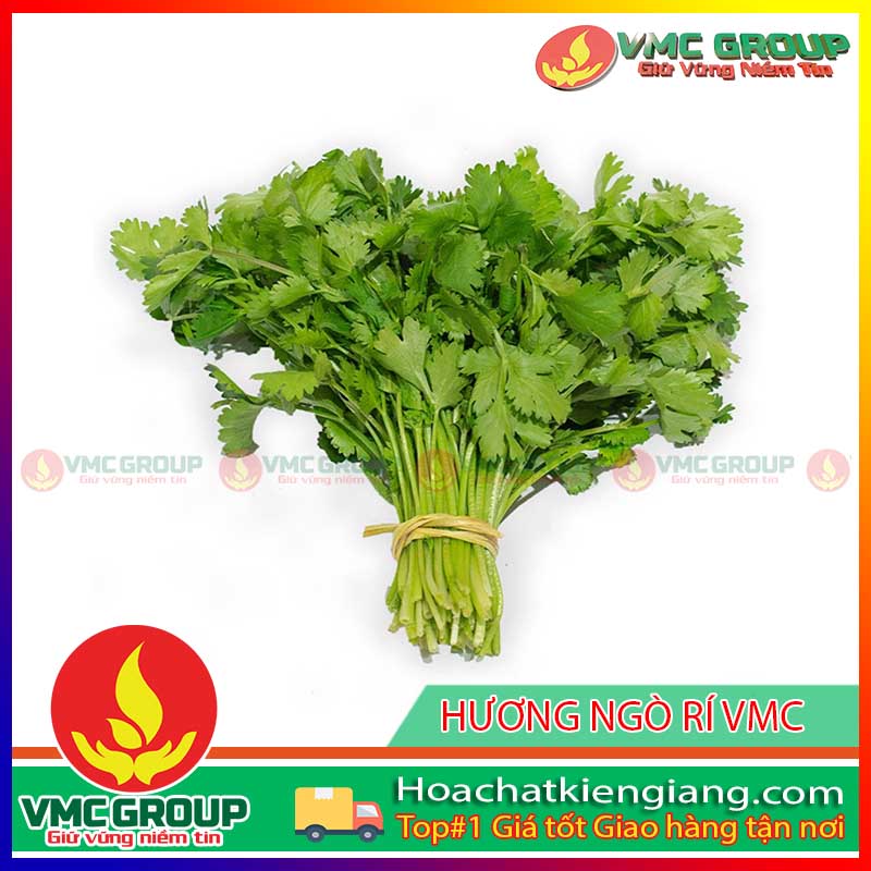 HƯƠNG NGÒ RÍ VMC vmc-huong-ngo-ri
